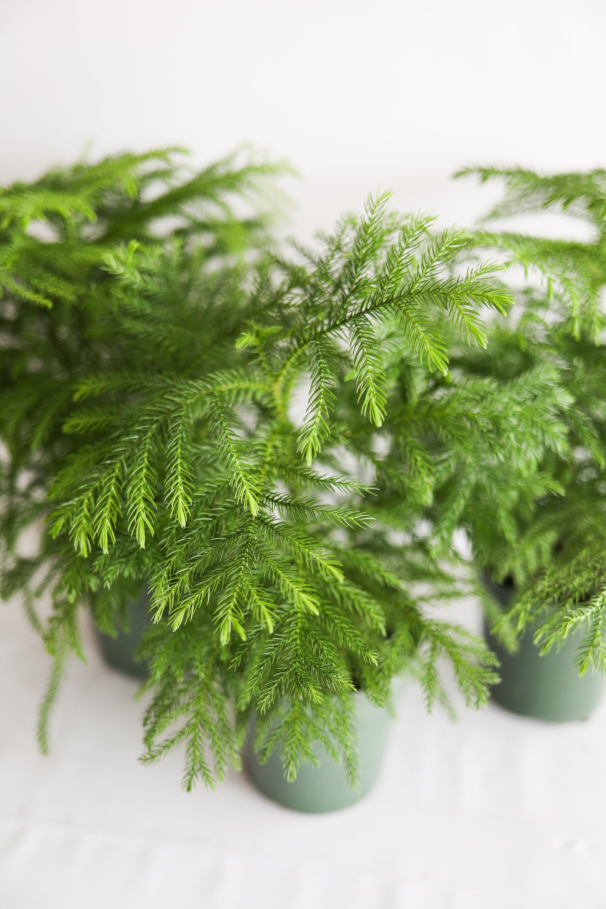 Norfolk Pine Live Houseplant | Easy Care Tropical Indoor Plant