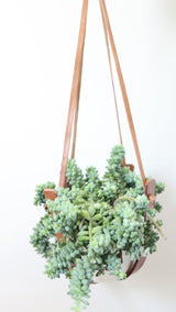 Small Flourish Plant Hanger