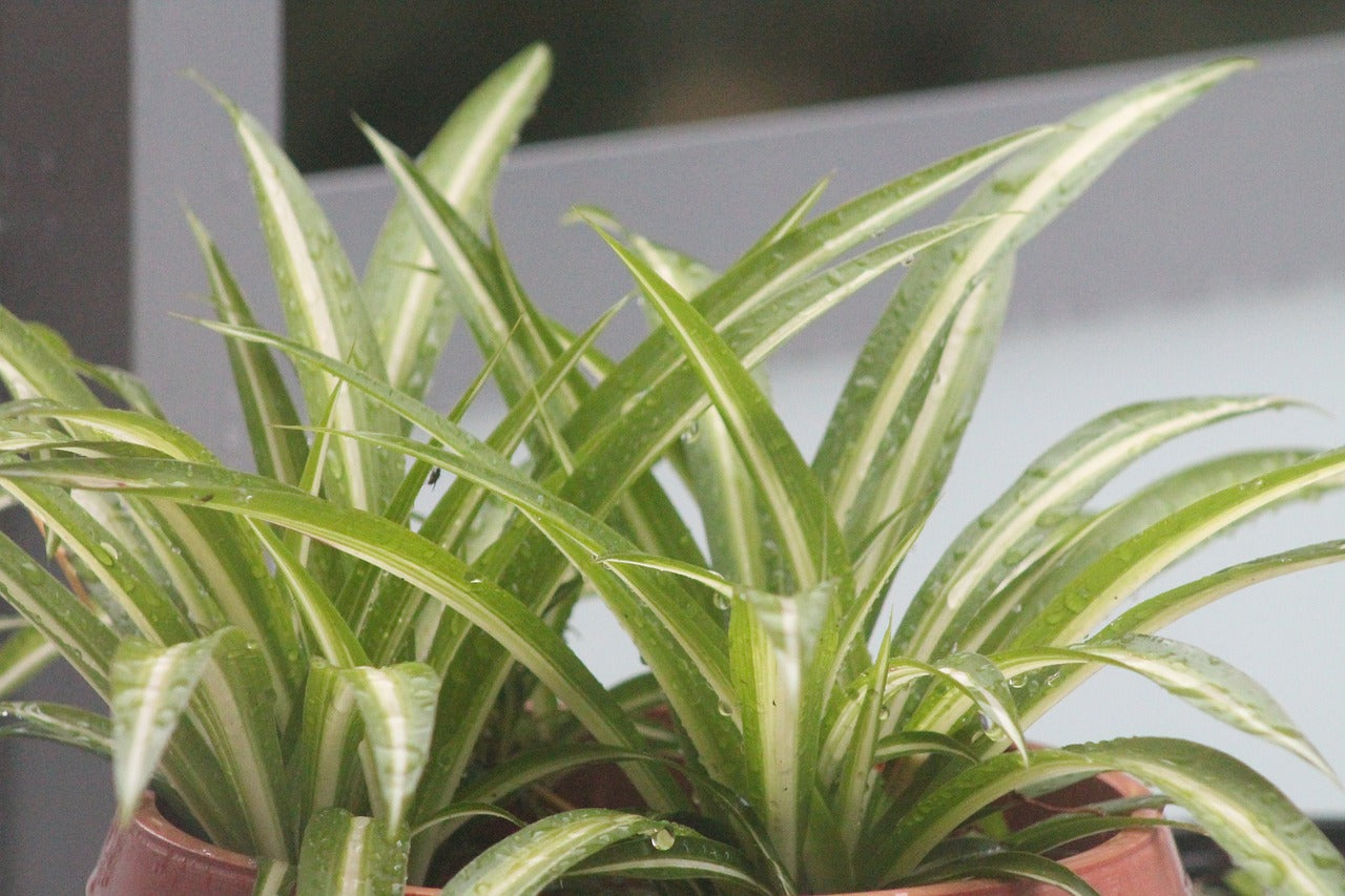 The 10 Easiest Houseplants to Grow for Beginners