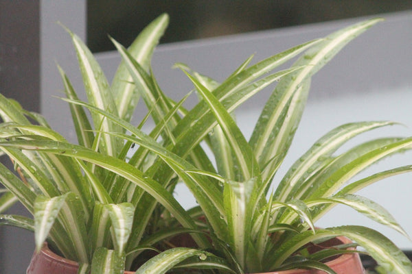 The 10 Easiest Houseplants to Grow for Beginners