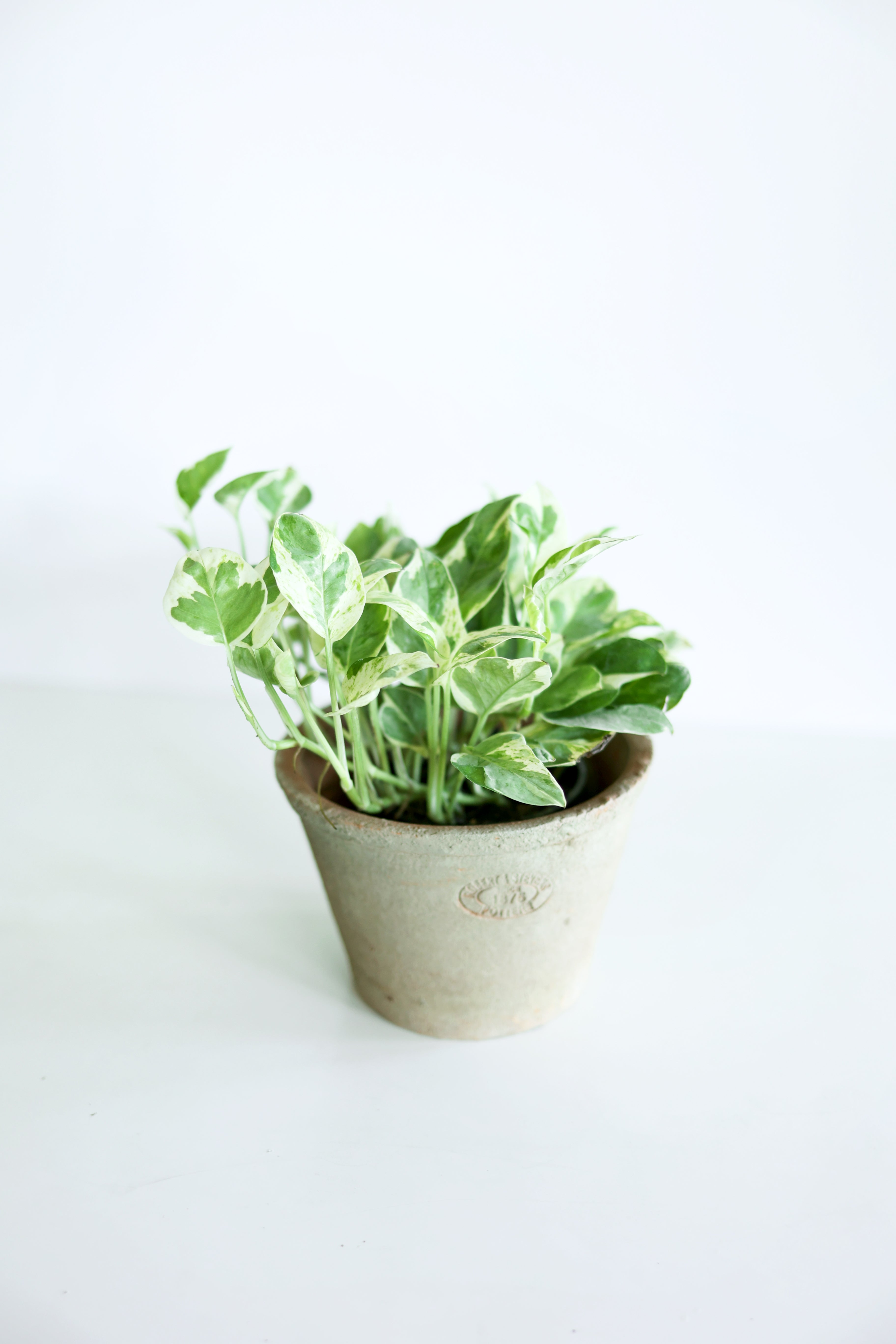 Pearls and Jade Pothos