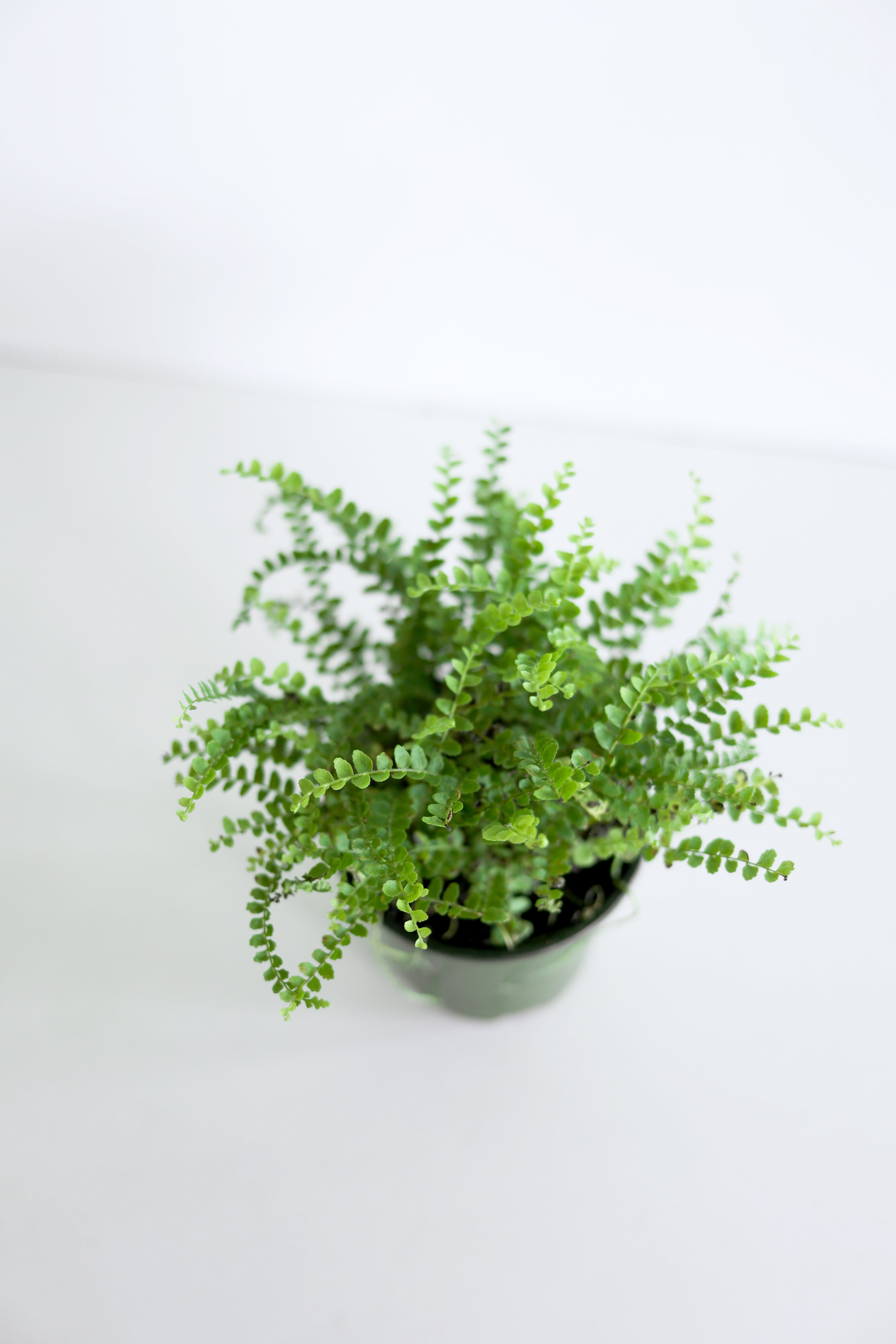 Lemon Button Fern