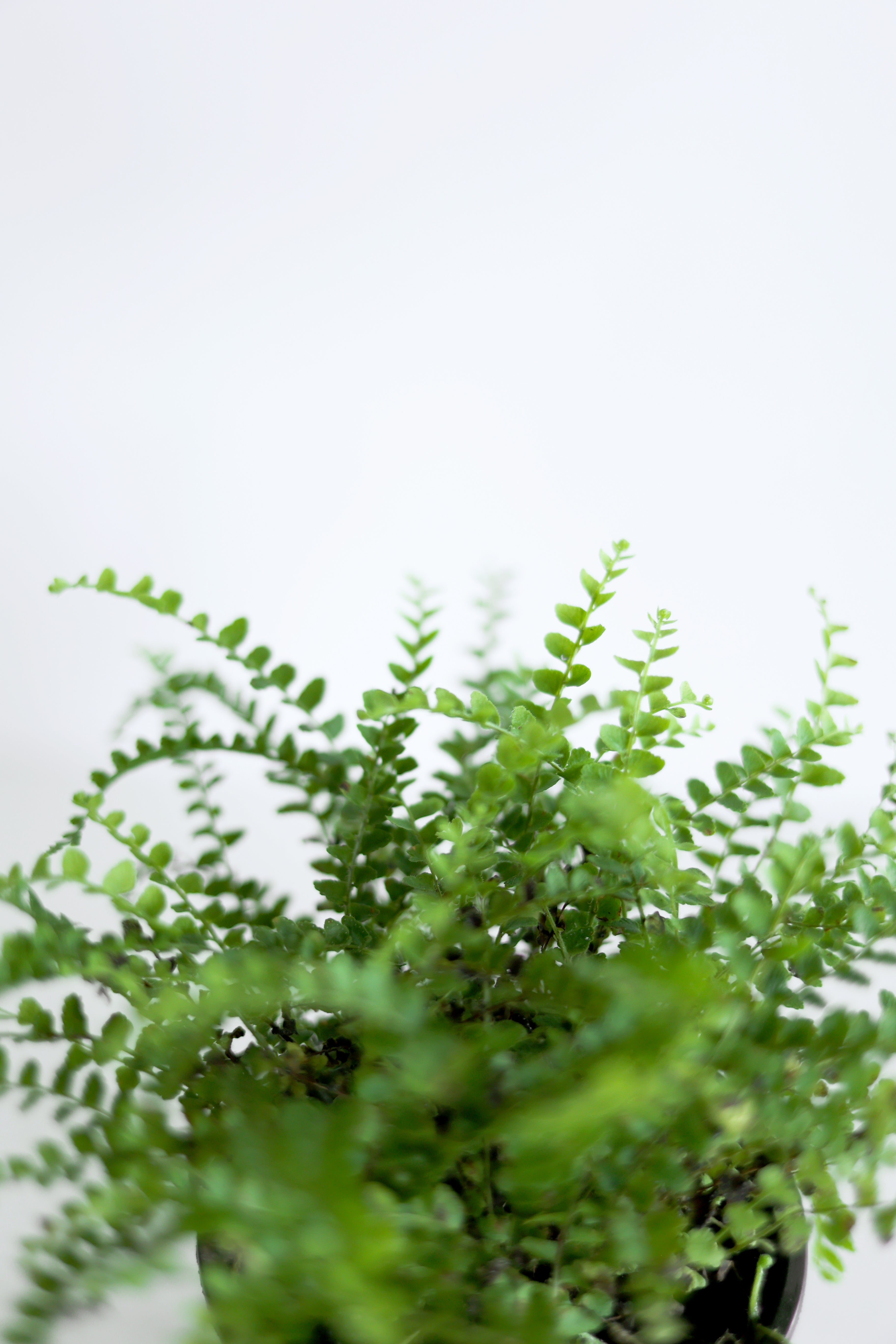 Lemon Button Fern