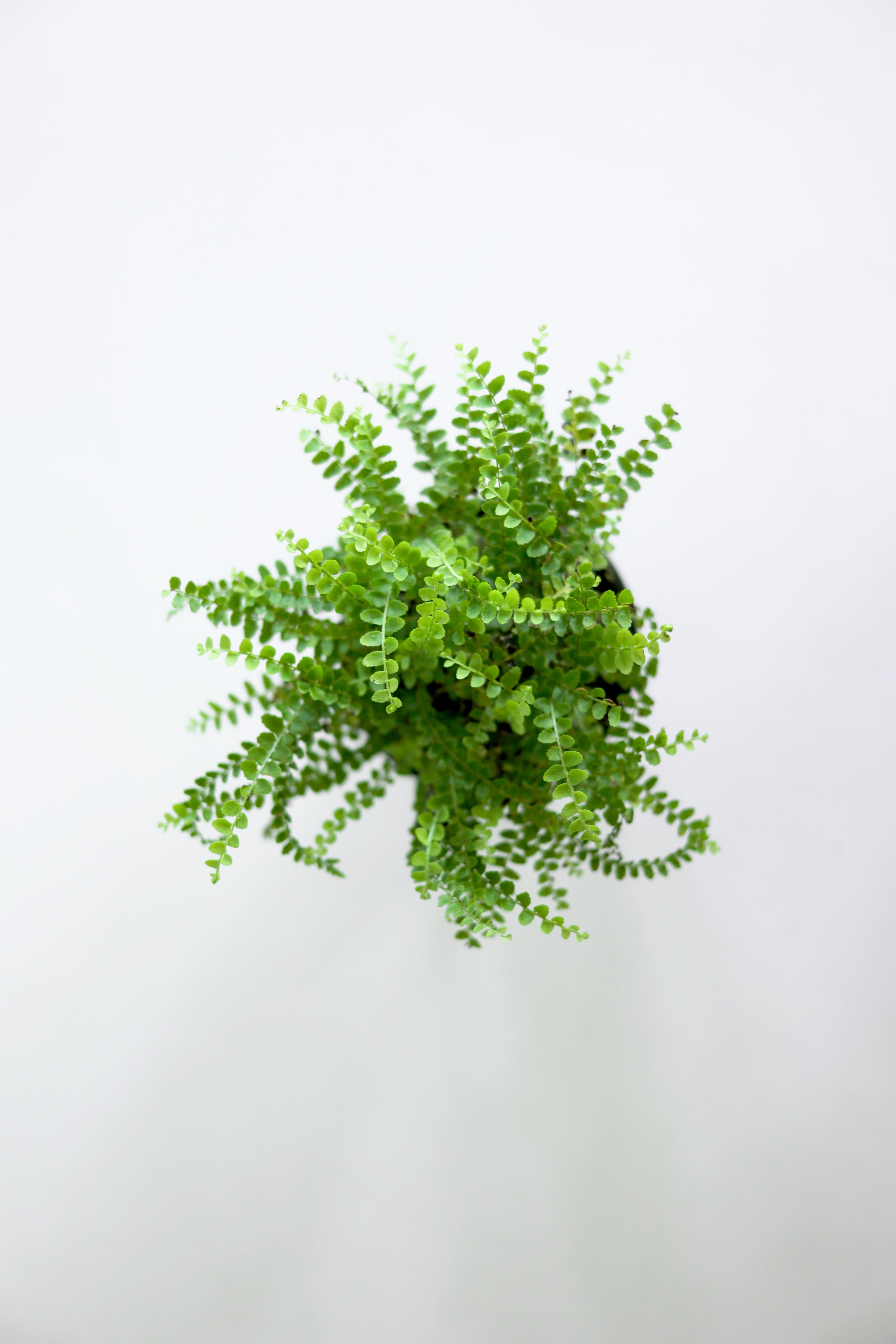 Lemon Button Fern