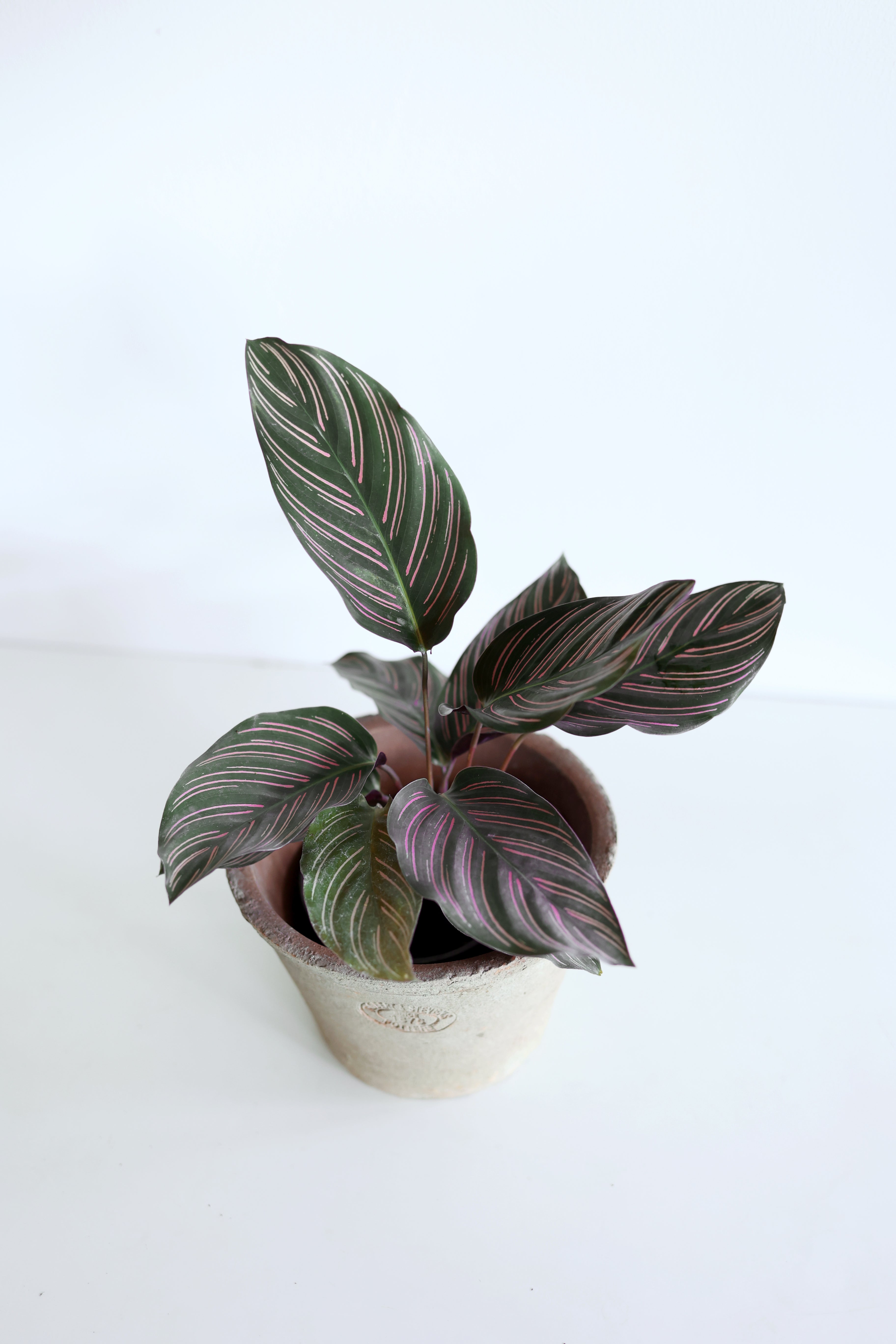 Pinstripe Calathea (Calathea Ornata)