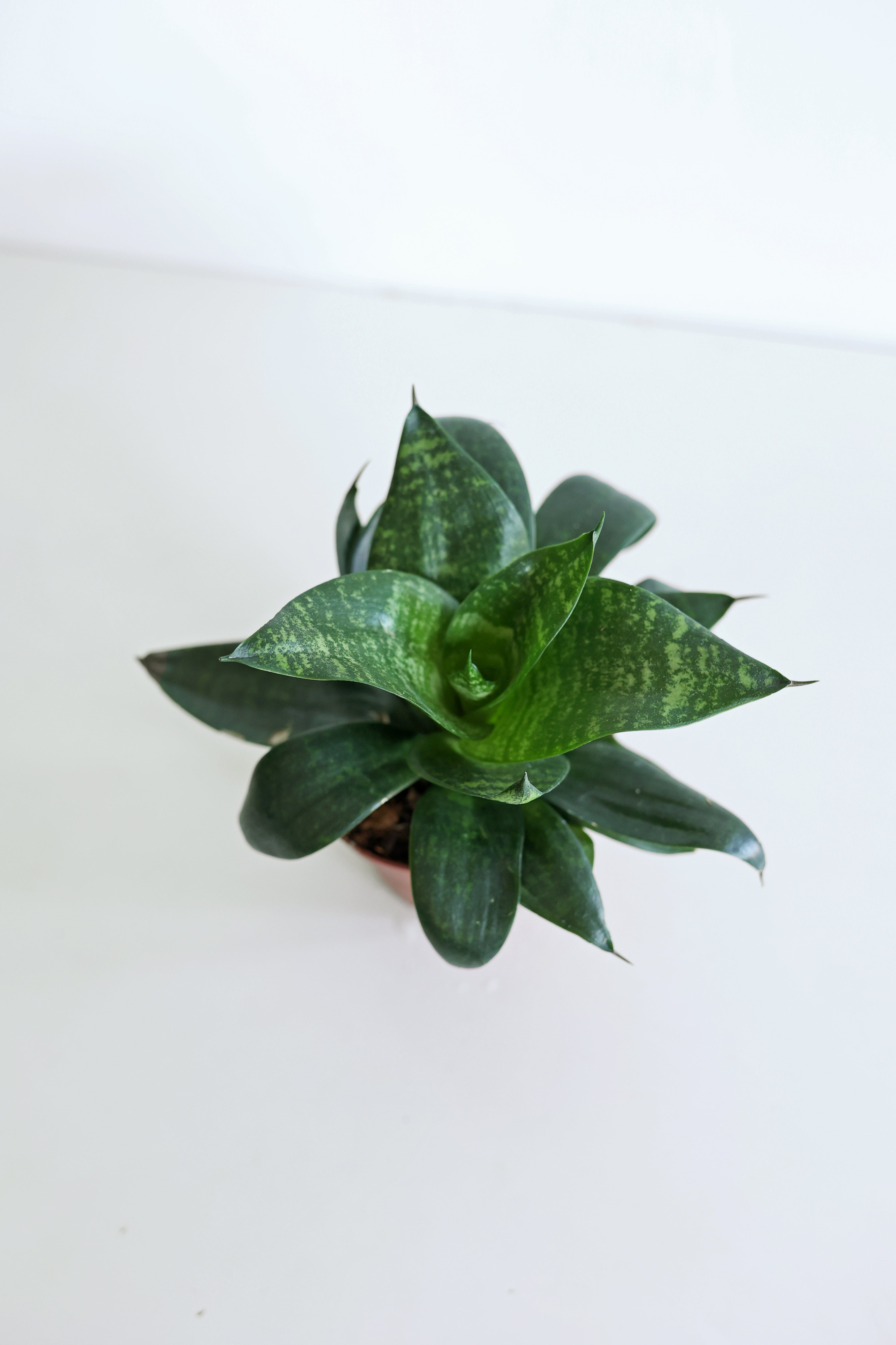 'Zeylonica' Snake Plant (Sansevieria)