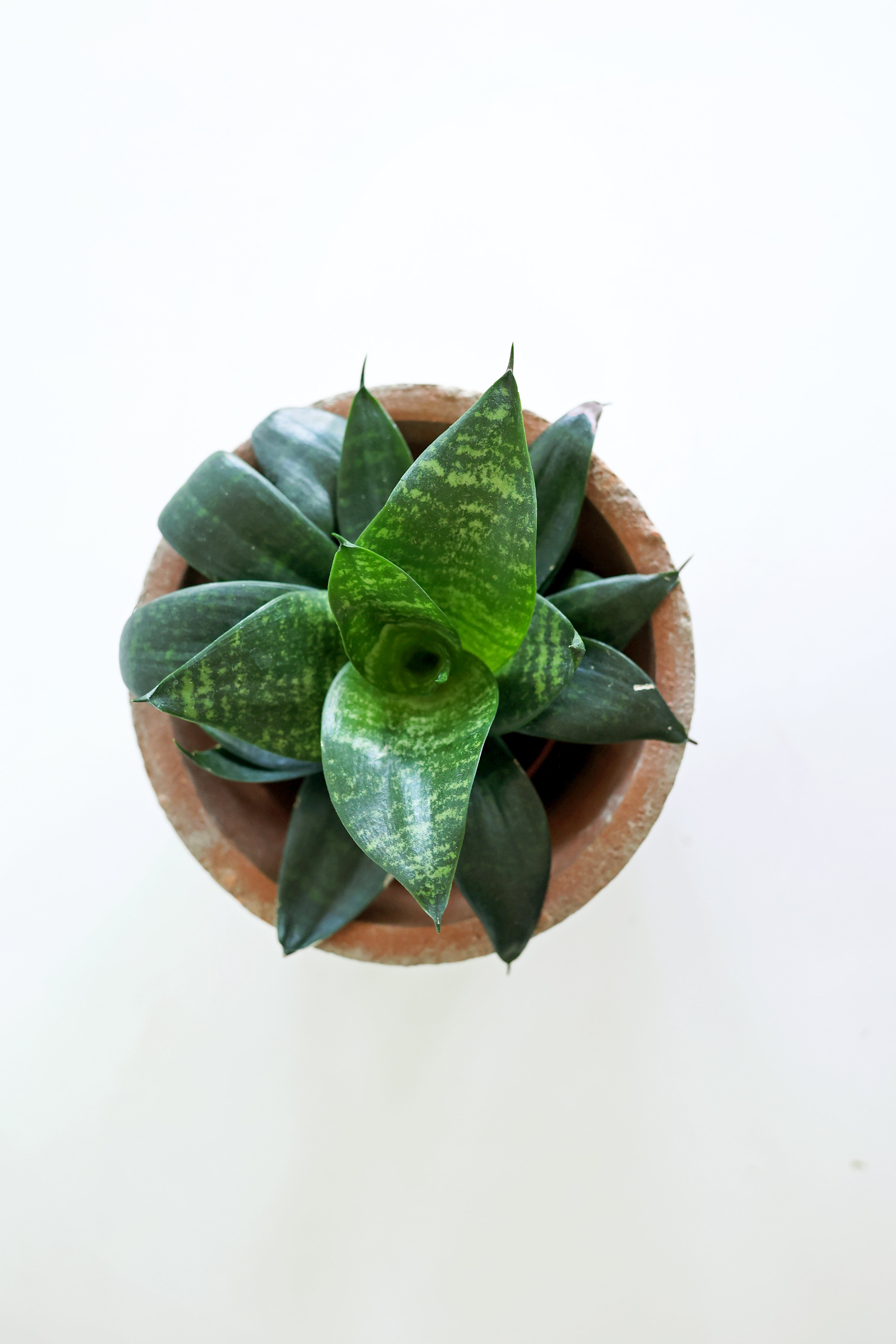 'Zeylonica' Snake Plant (Sansevieria)