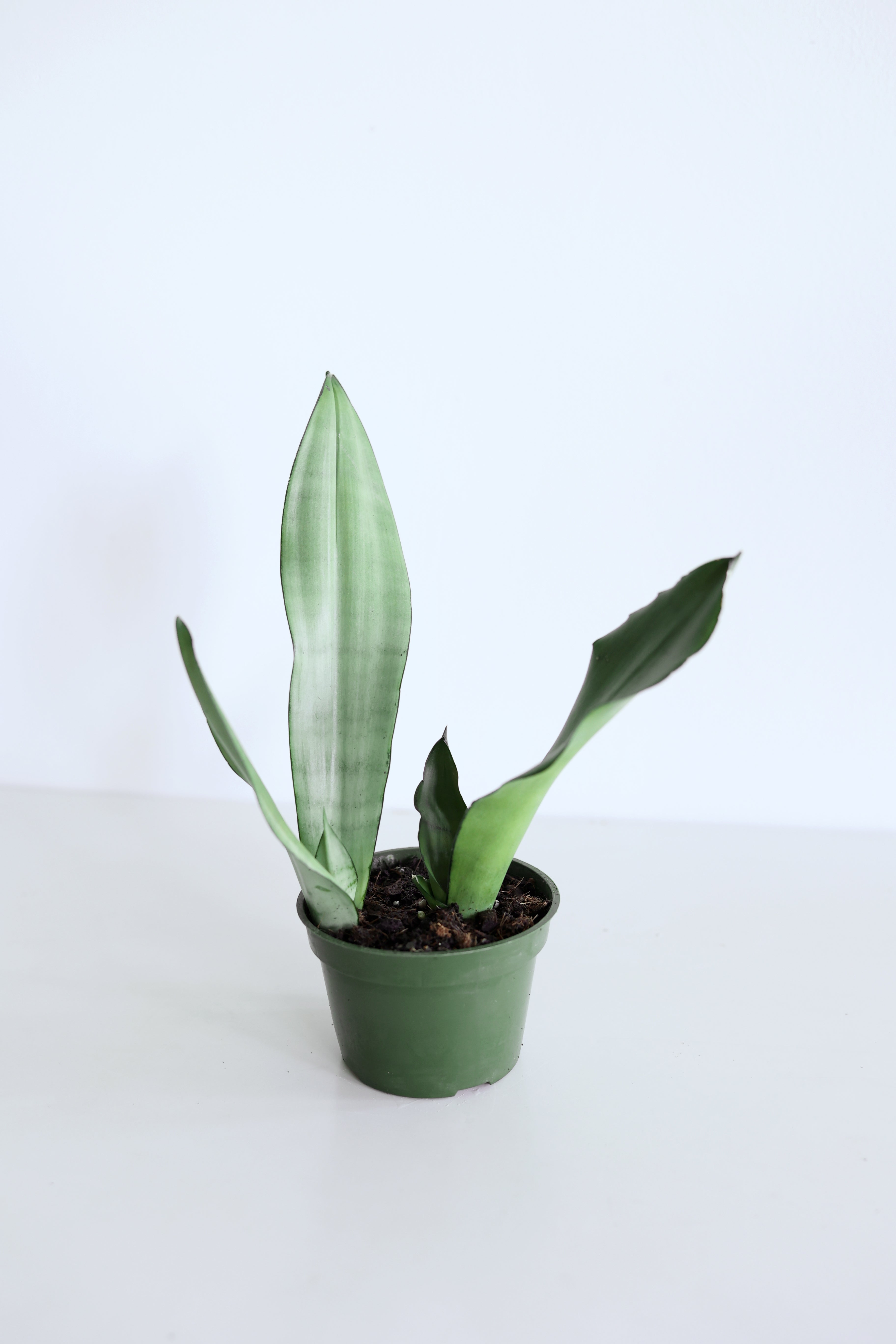 'Moonshine' Snake Plant (Sansevieria)