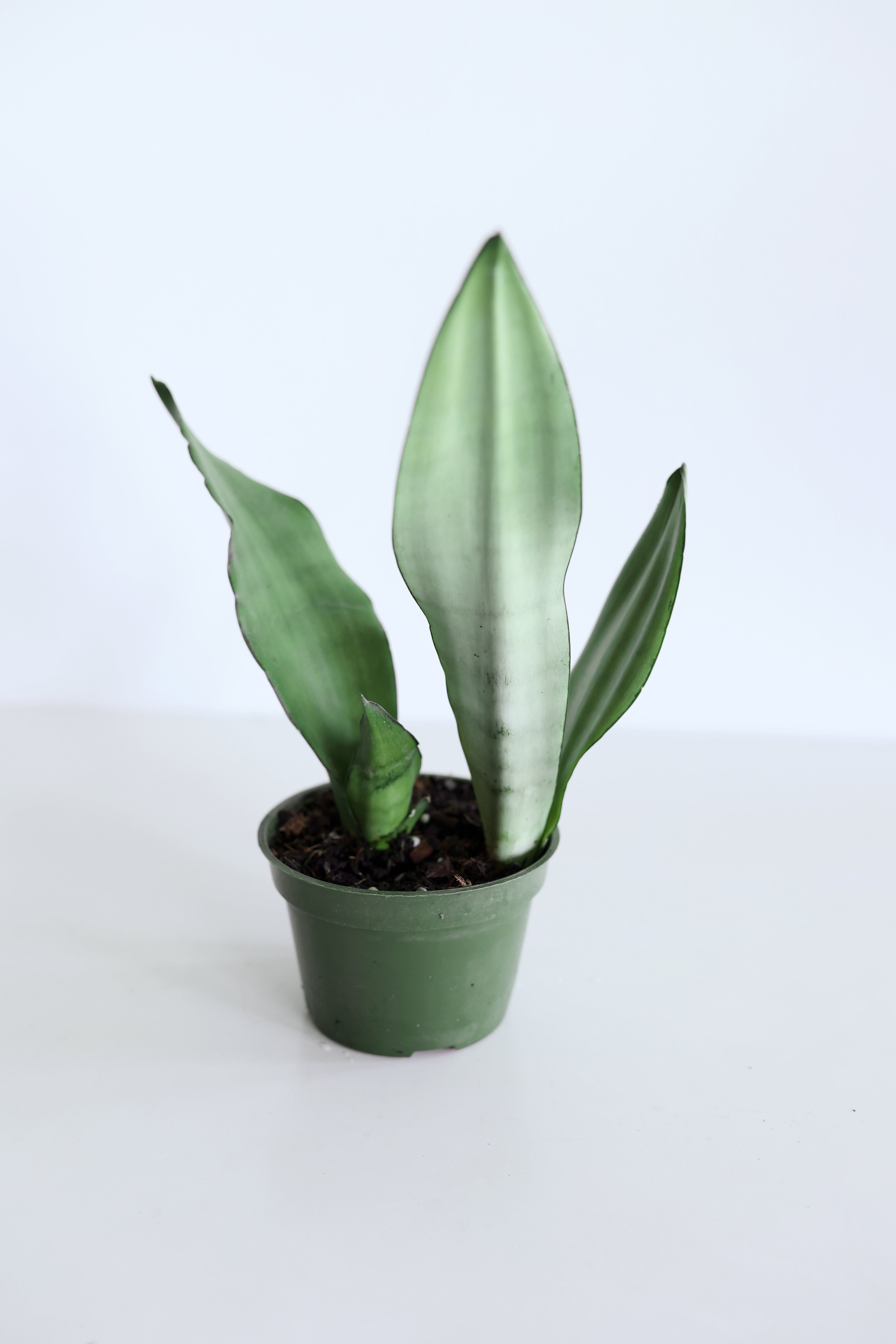 'Moonshine' Snake Plant (Sansevieria)