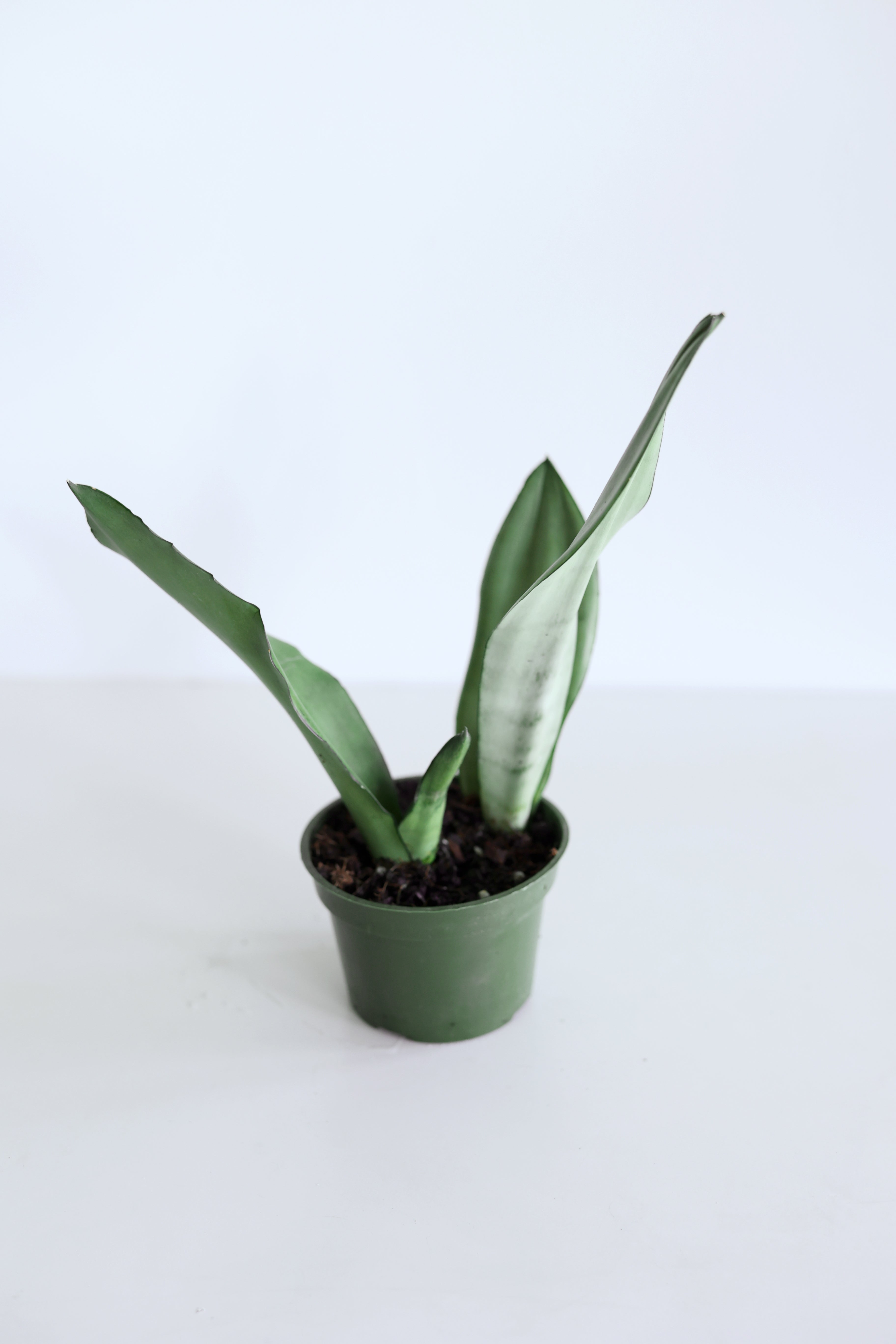 'Moonshine' Snake Plant (Sansevieria)