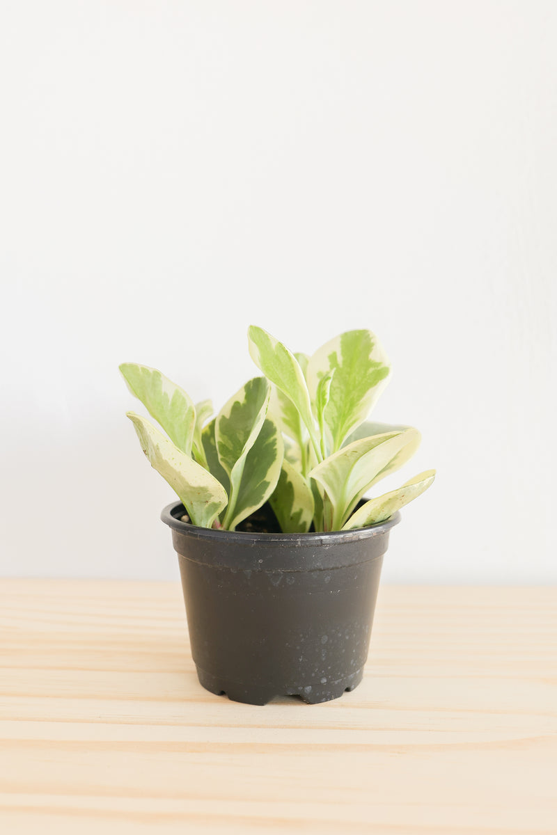 Variegated Baby Rubber Plant