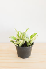 Variegated Baby Rubber Plant