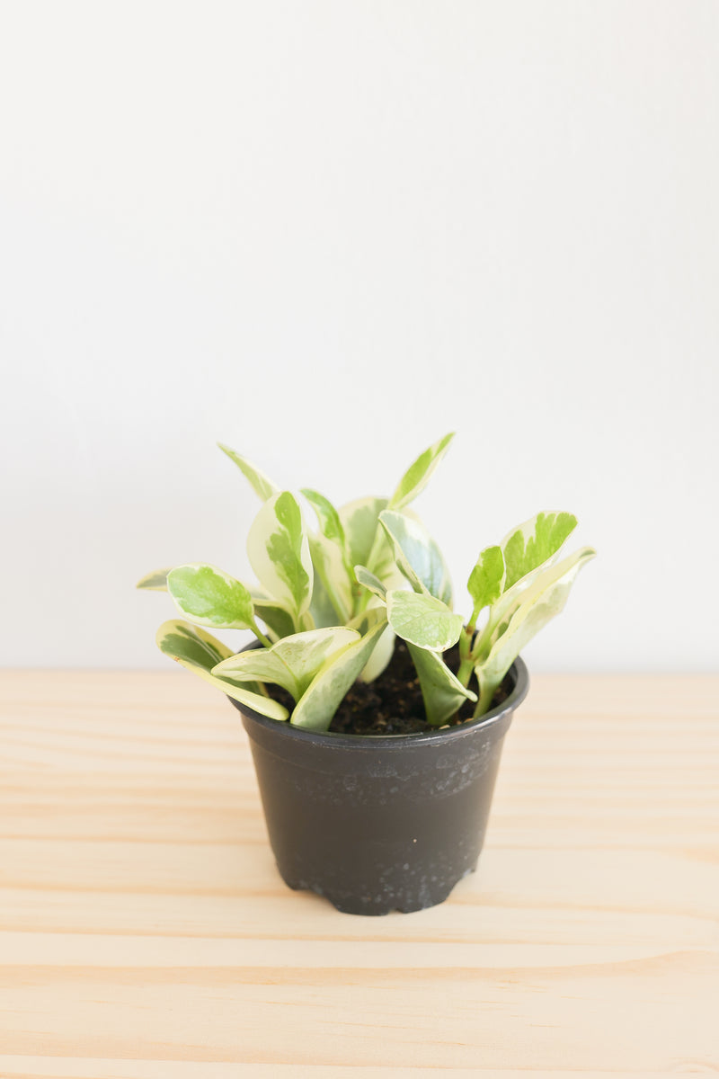 Variegated Baby Rubber Plant