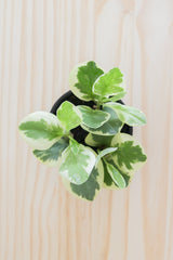 Variegated Baby Rubber Plant