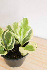 Variegated Baby Rubber Plant