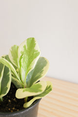 Variegated Baby Rubber Plant