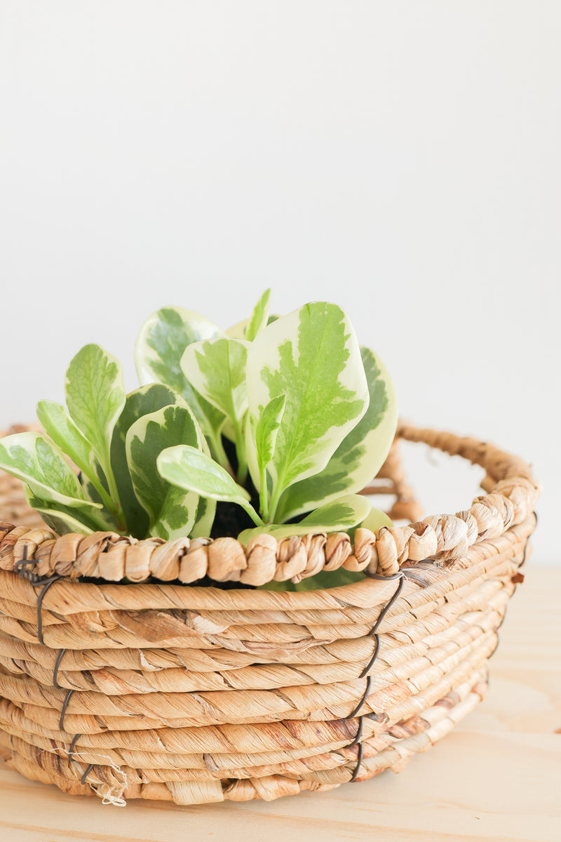 Variegated Baby Rubber Plant