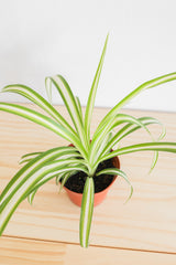 Spider Plant