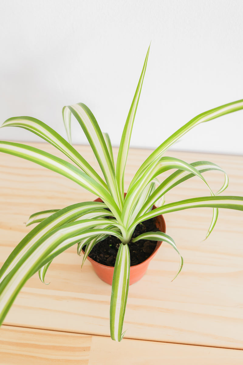 Spider Plant