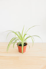 Spider Plant