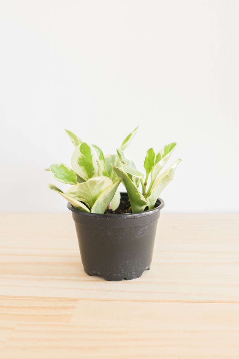 Variegated Baby Rubber Plant