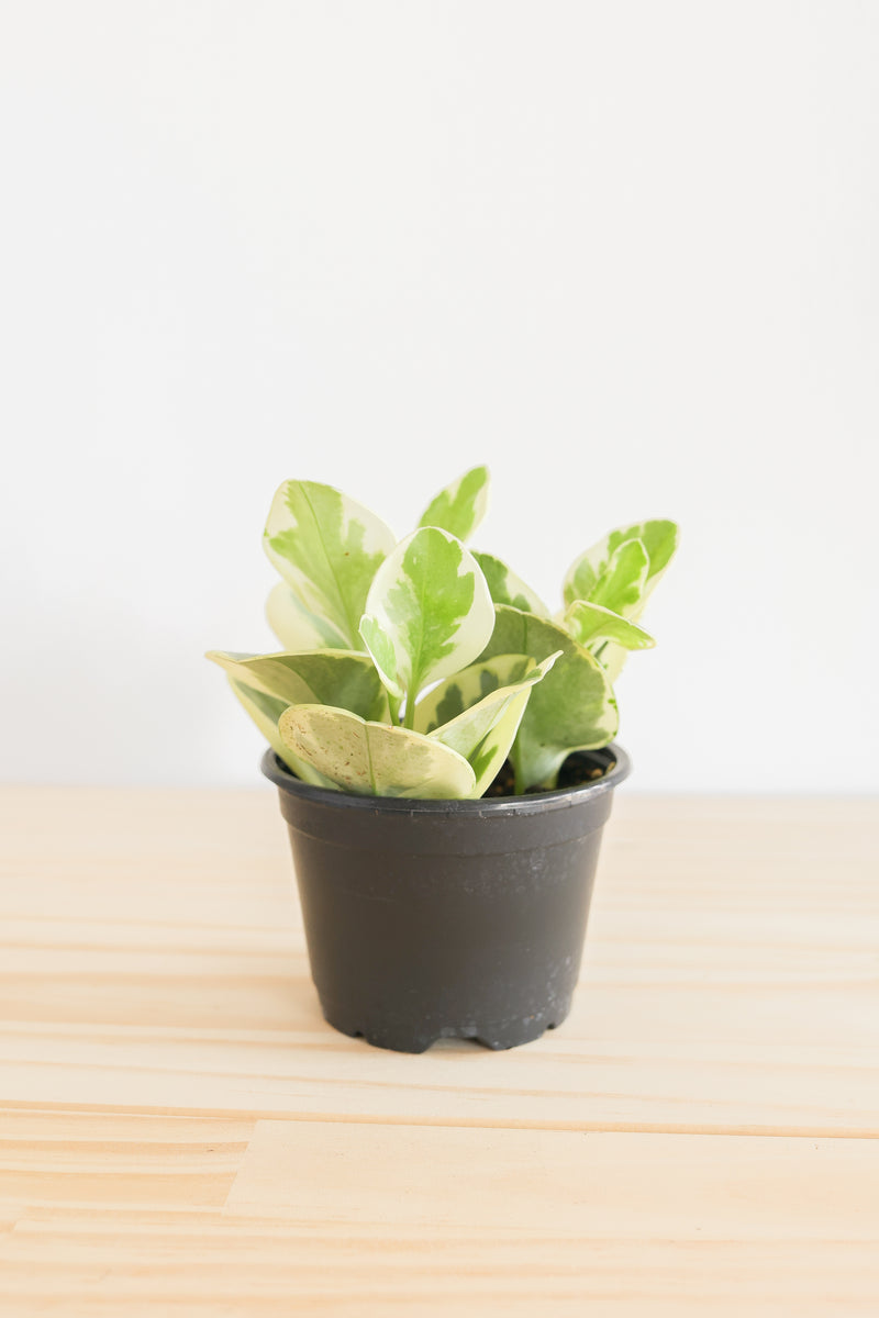 Variegated Baby Rubber Plant