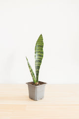 Snake Plant