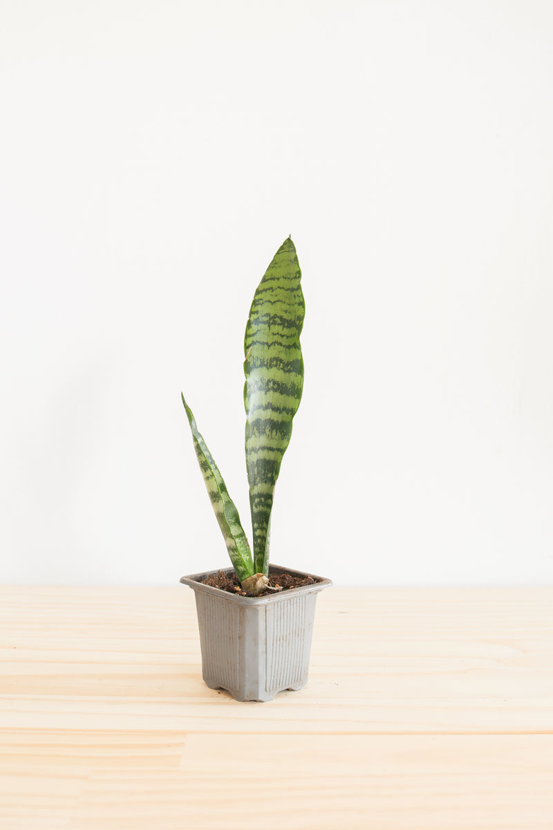 Snake Plant