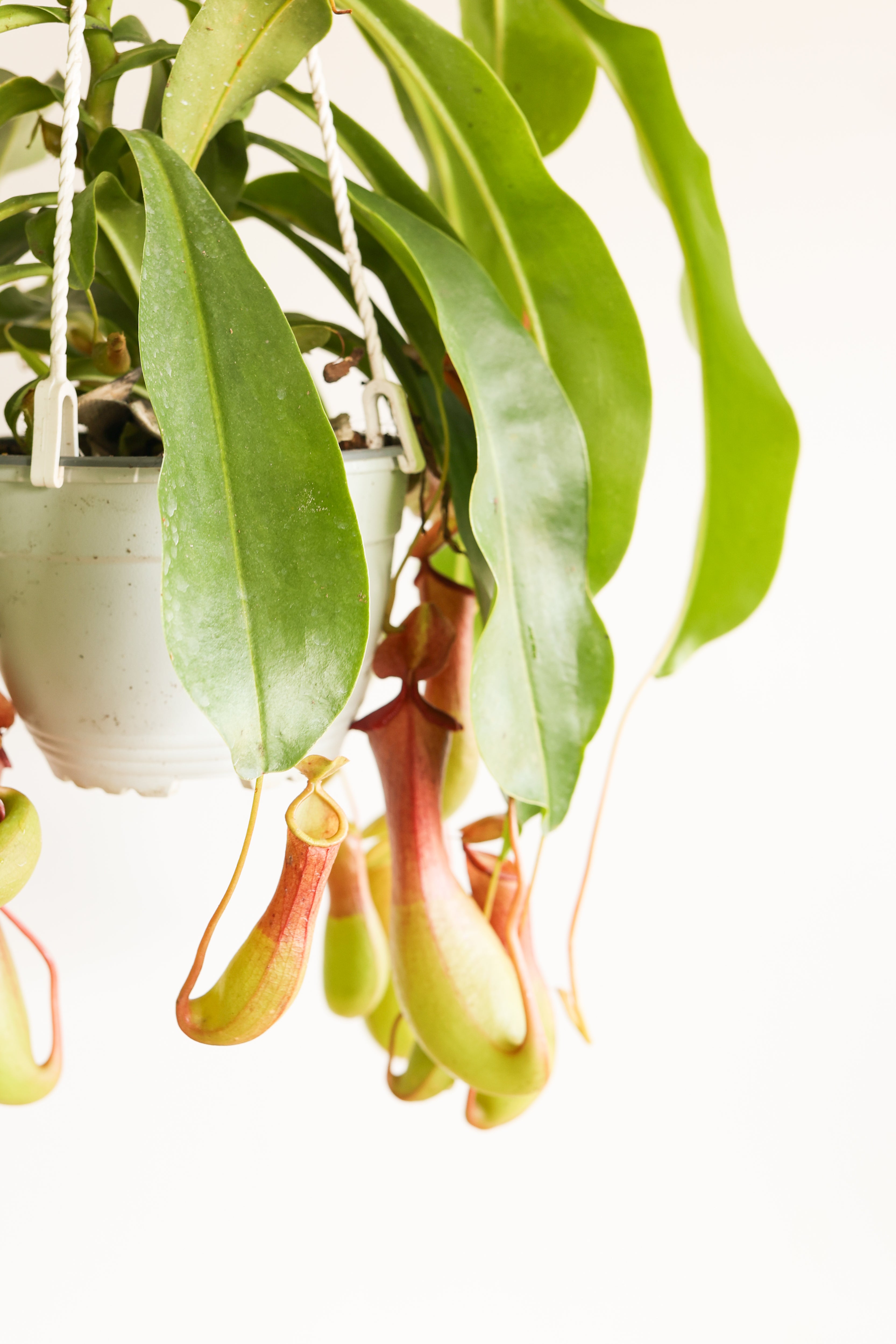 Pitcher Plant