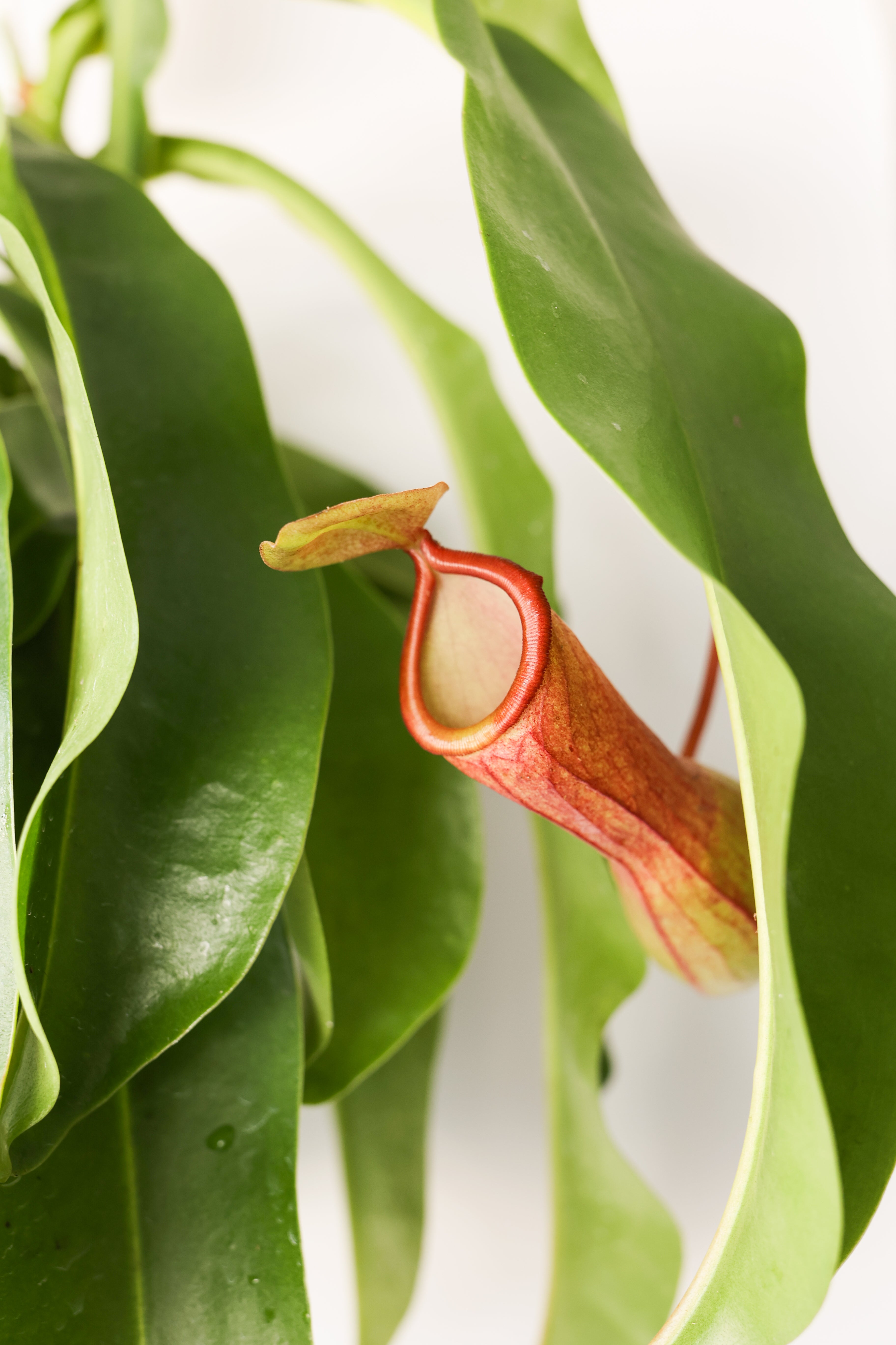 Pitcher Plant