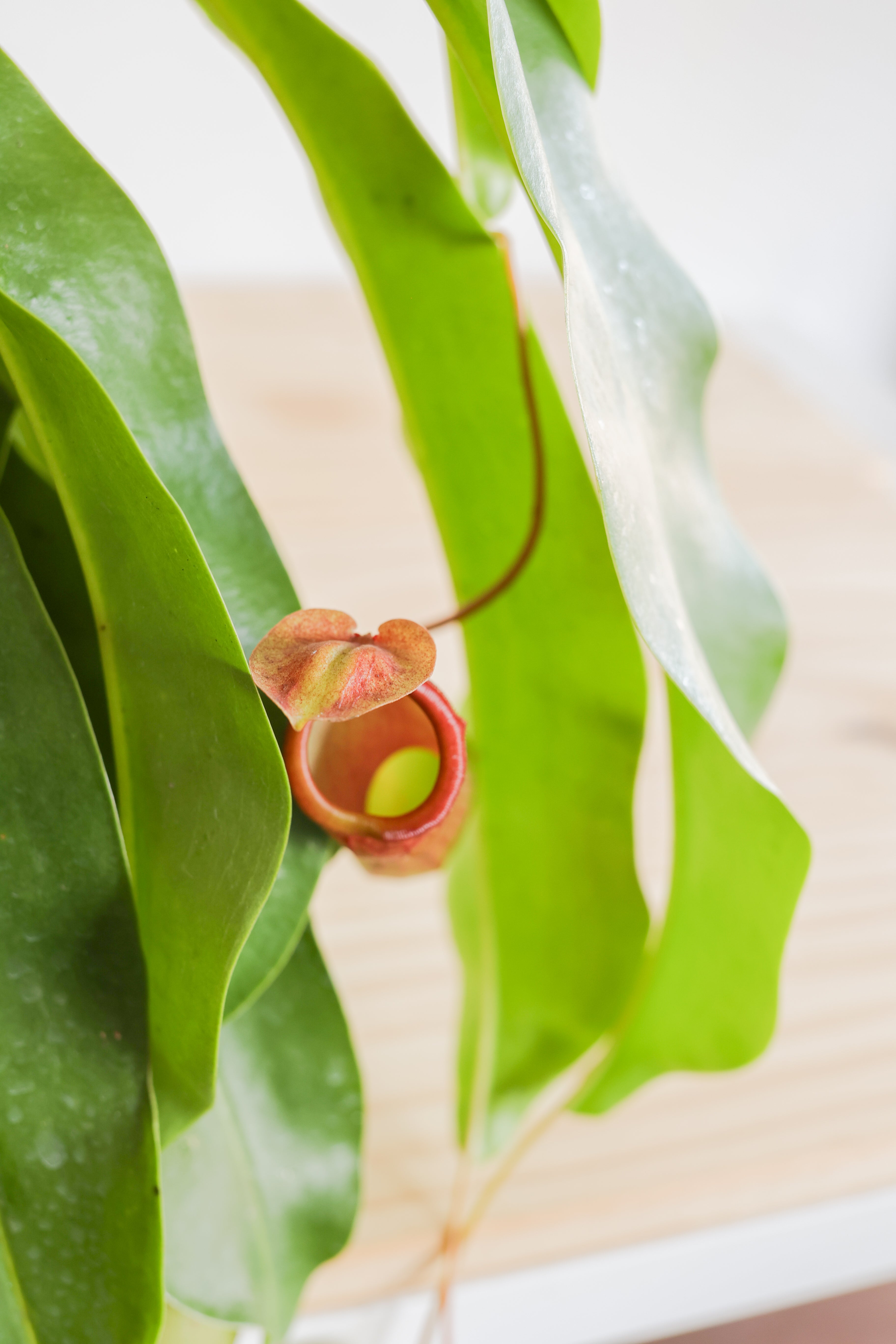 Pitcher Plant