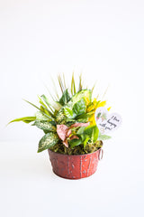 Valentine's Day Plant Delivery Pre-order