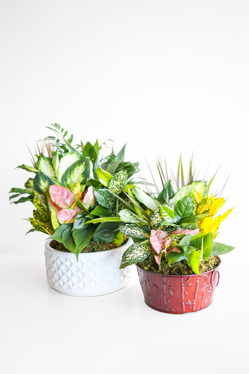 Valentine's Day Plant Delivery Pre-order