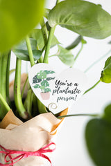 Valentine's Day Plant Delivery Pre-order