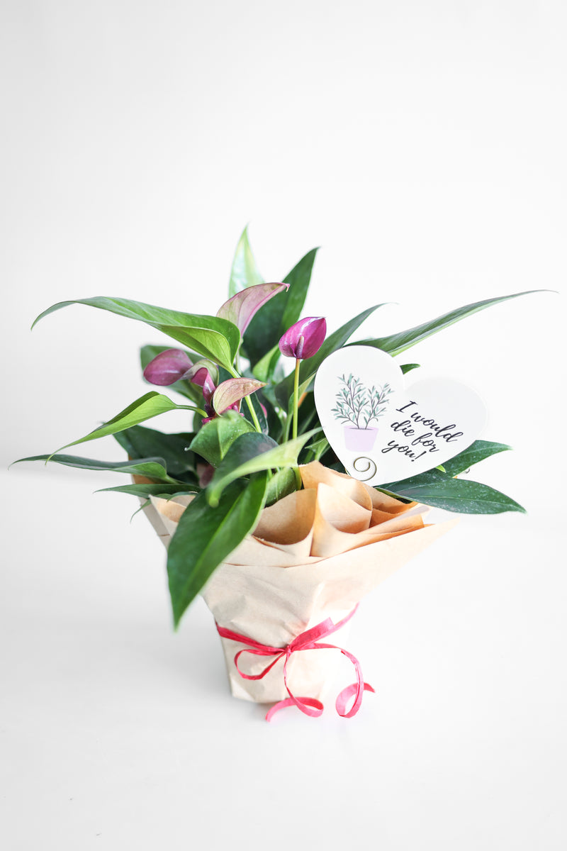 Valentine's Day Plant Delivery Pre-order