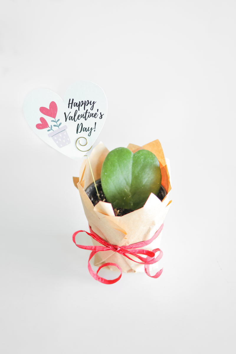 Valentine's Day Plant Delivery Pre-order