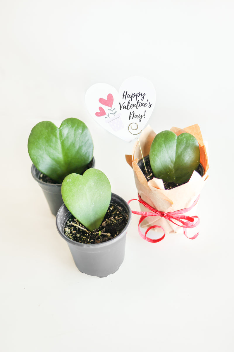 Valentine's Day Plant Delivery Pre-order