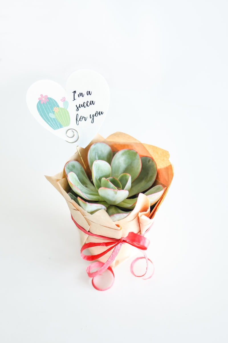 Valentine's Day Plant Delivery Pre-order