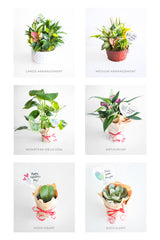 Valentine's Day Plant Delivery Pre-order