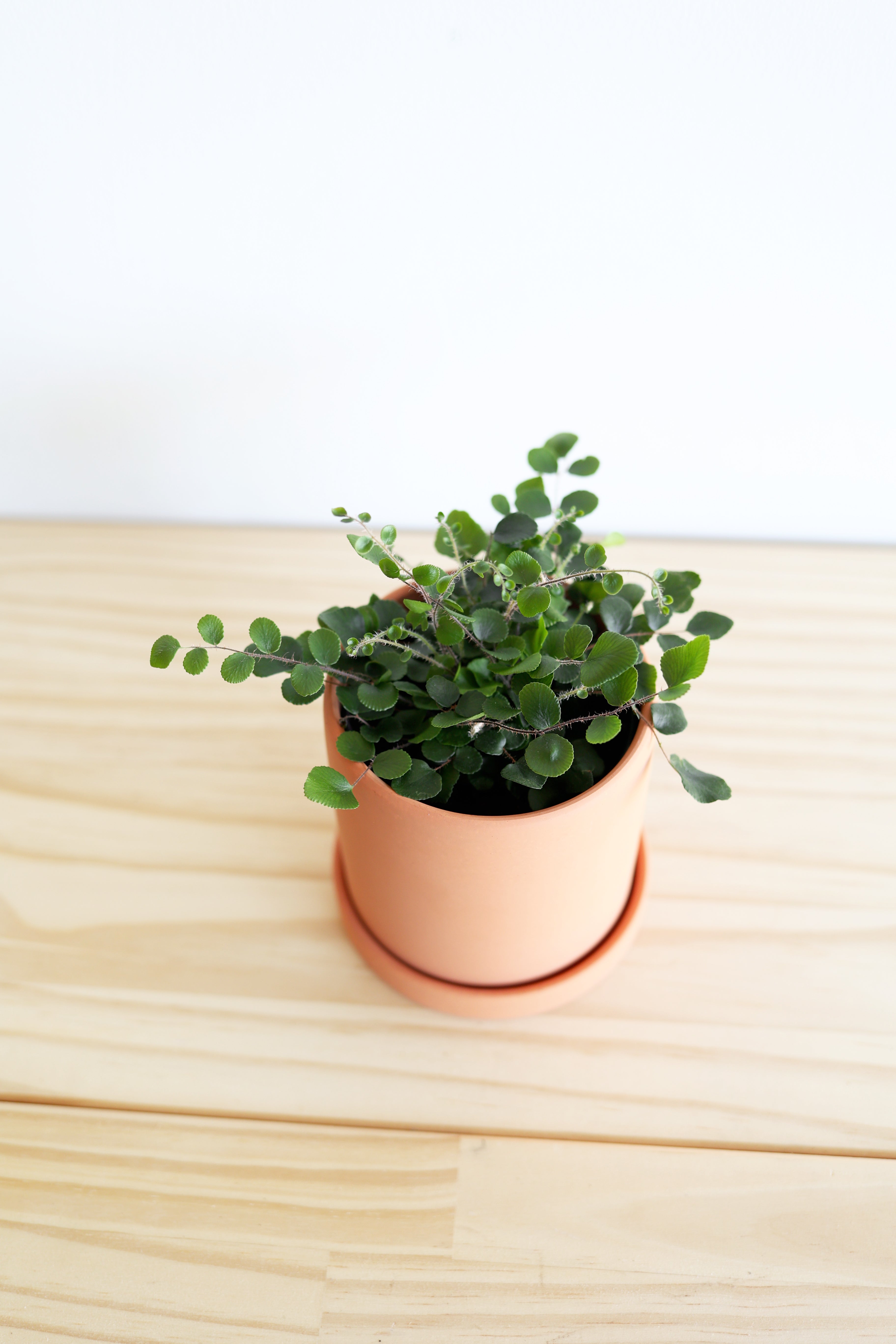 Button Fern