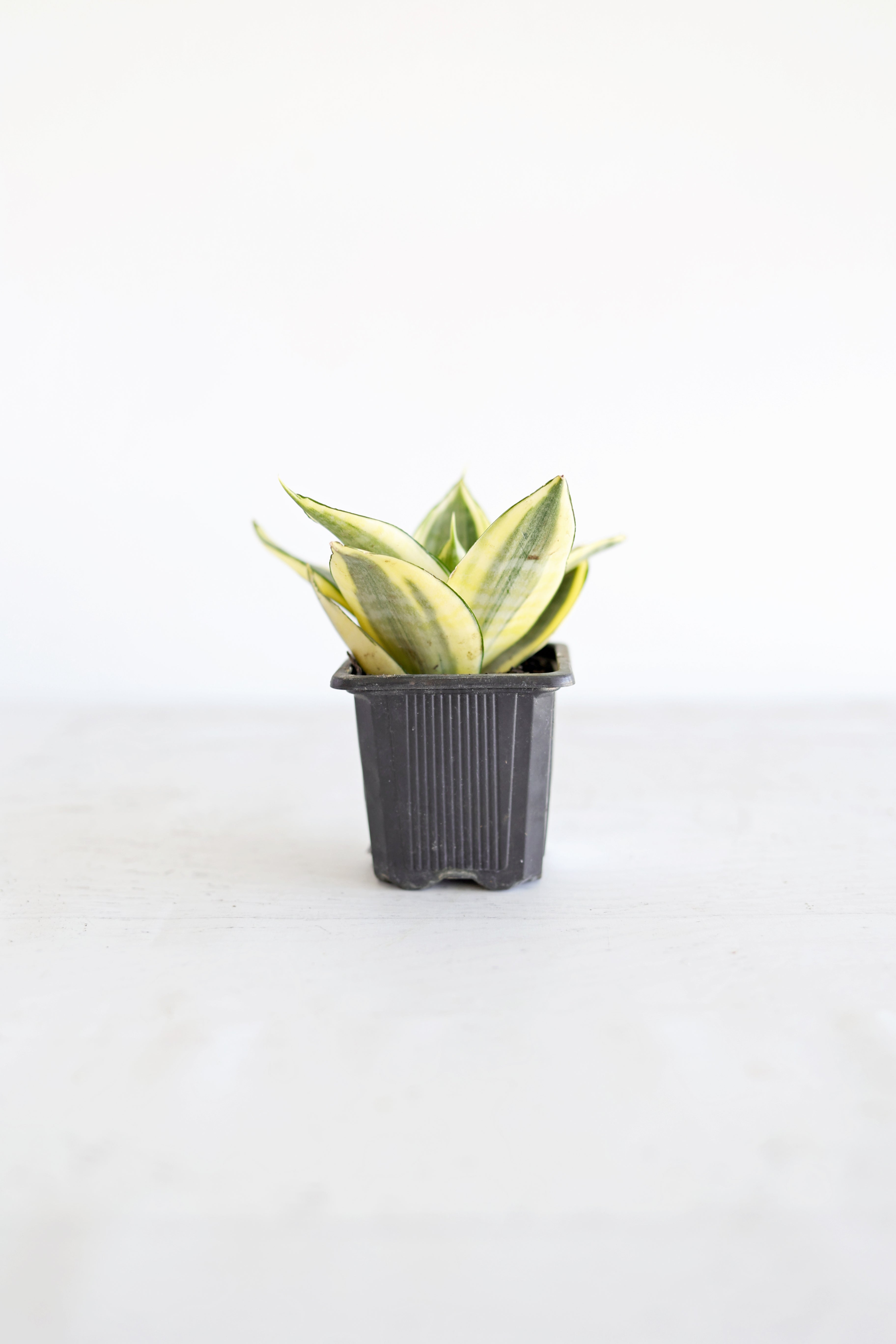 Golden Bird's Nest Snake Plant | 3" pot