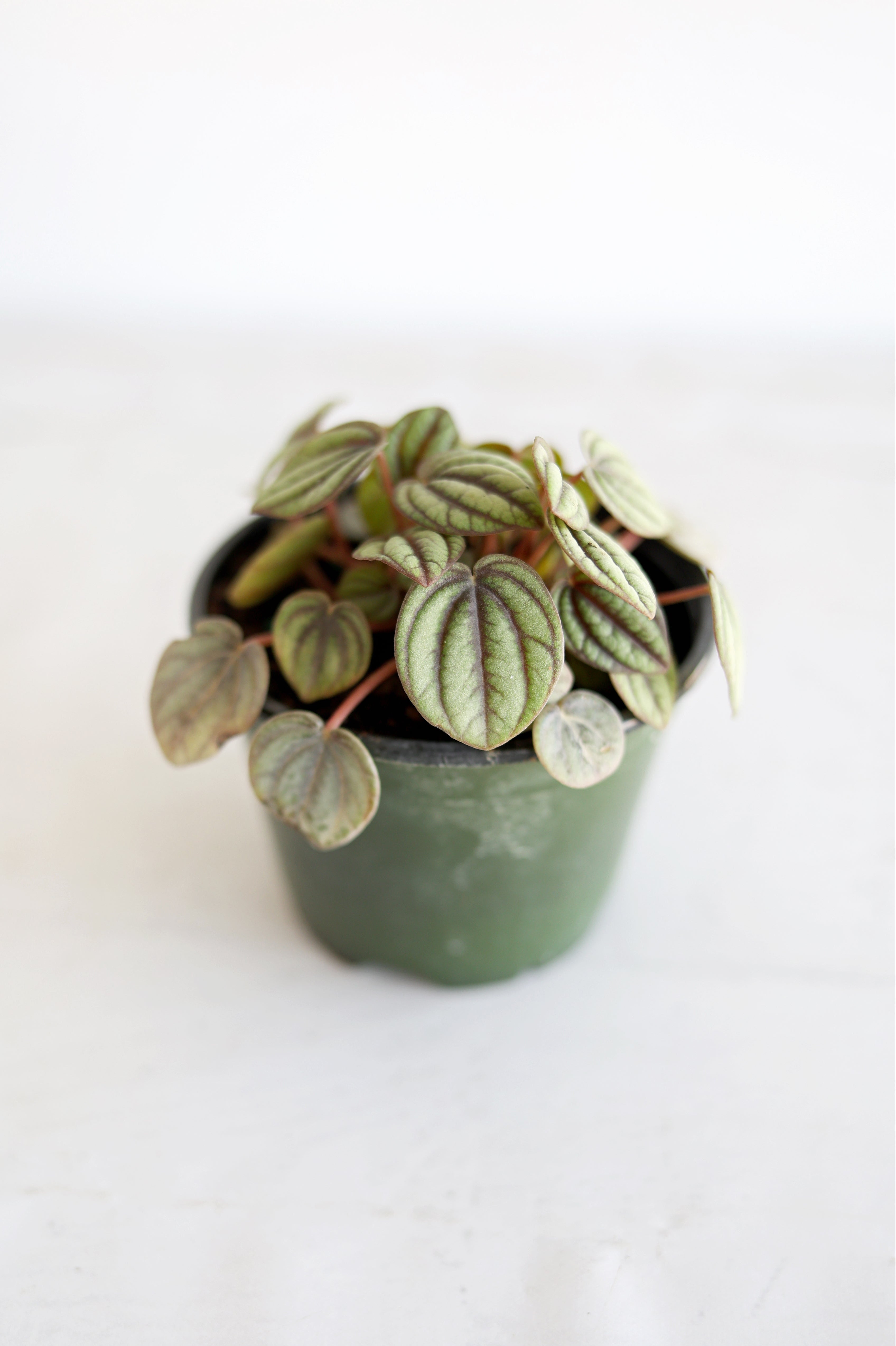 Dwarf Watermelon Peperomia
