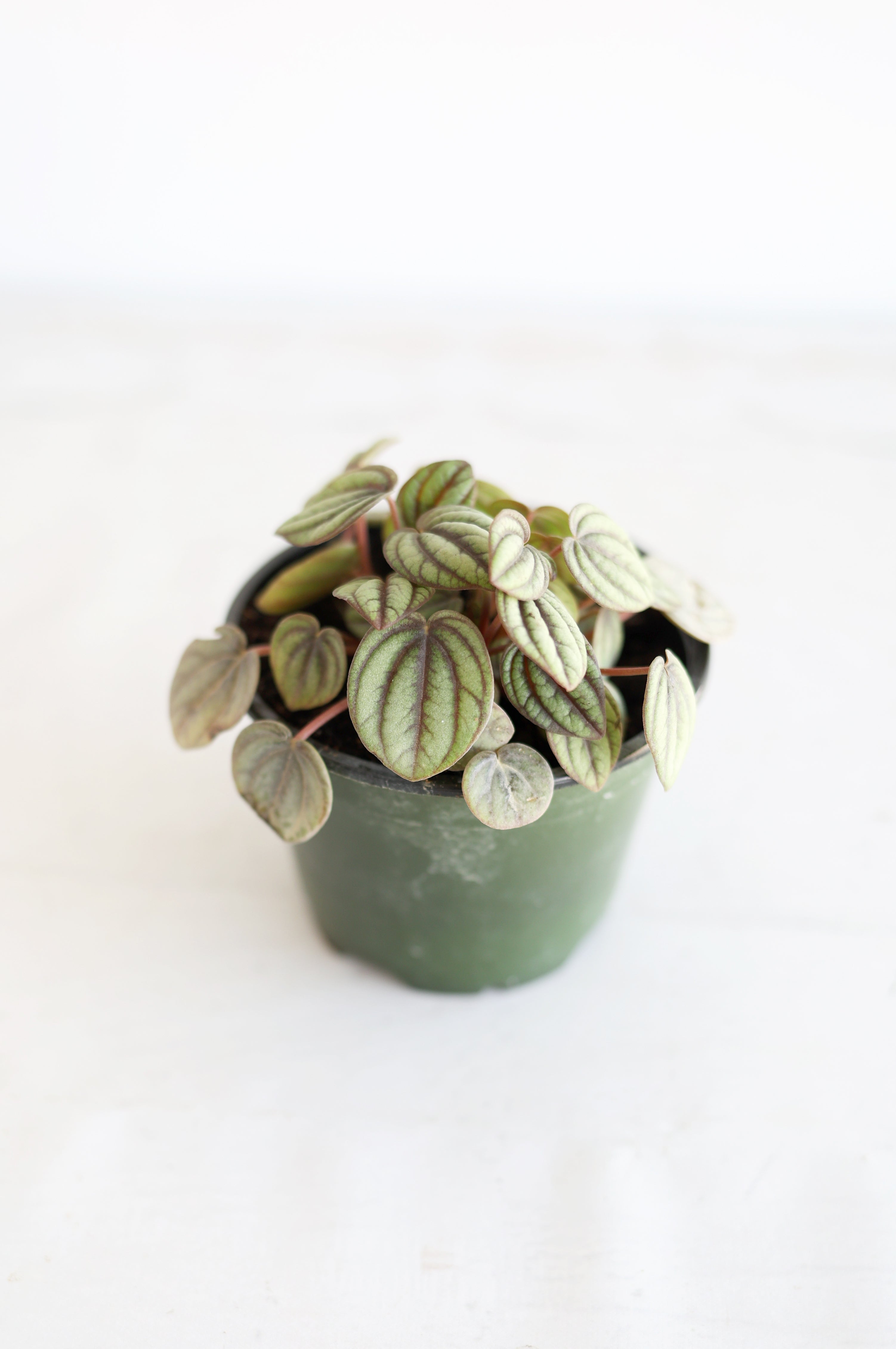 Dwarf Watermelon Peperomia