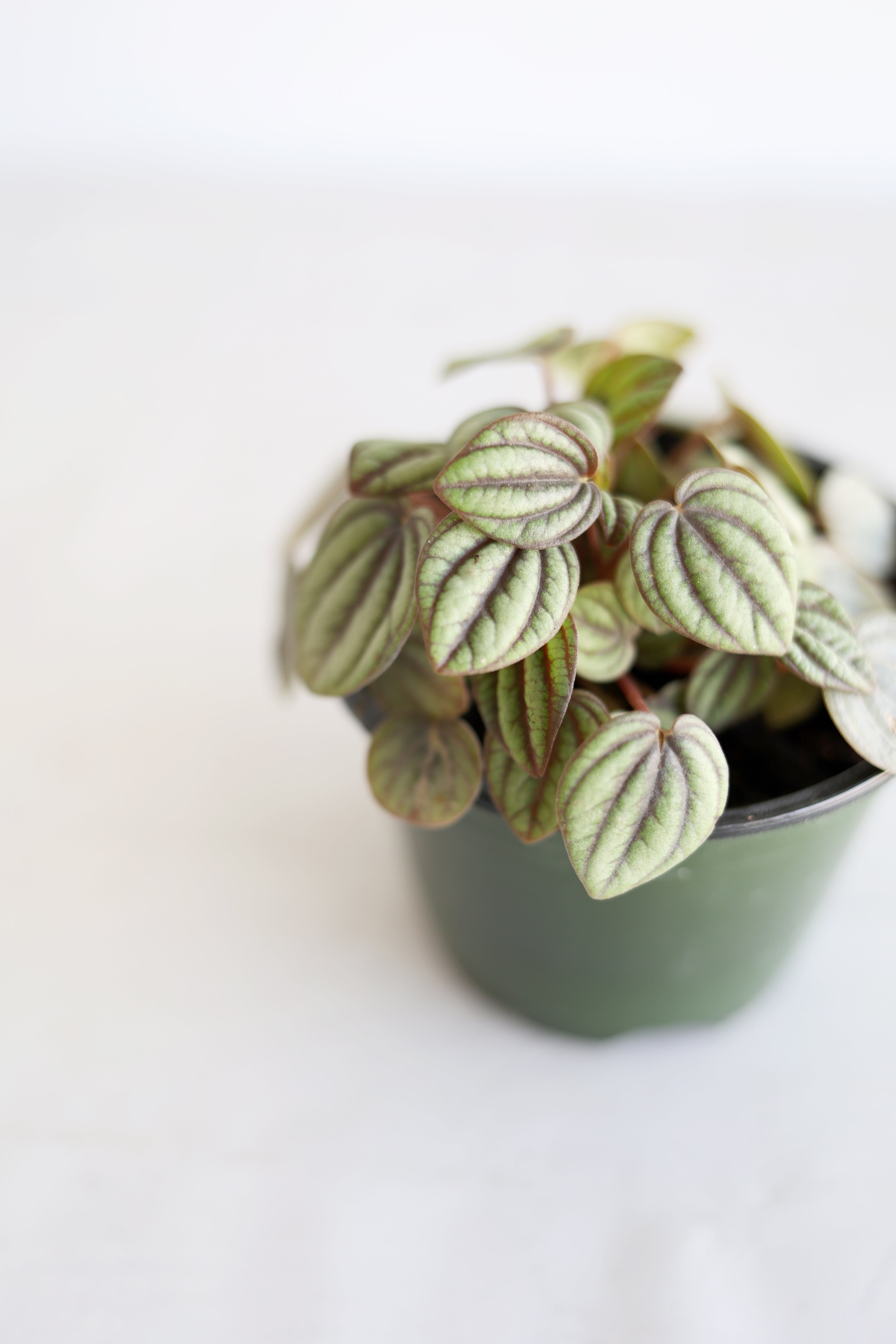 Dwarf Watermelon Peperomia