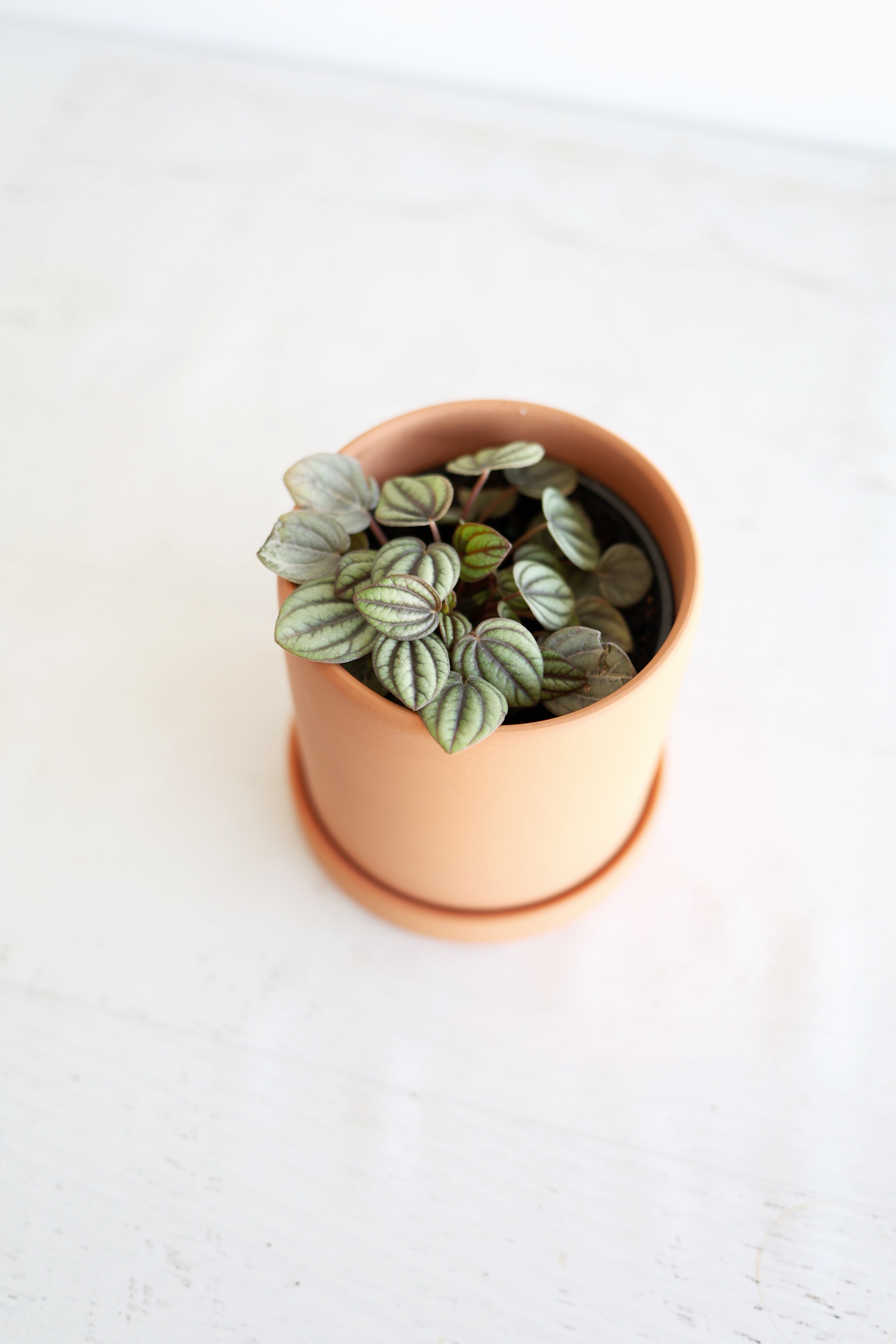 Dwarf Watermelon Peperomia