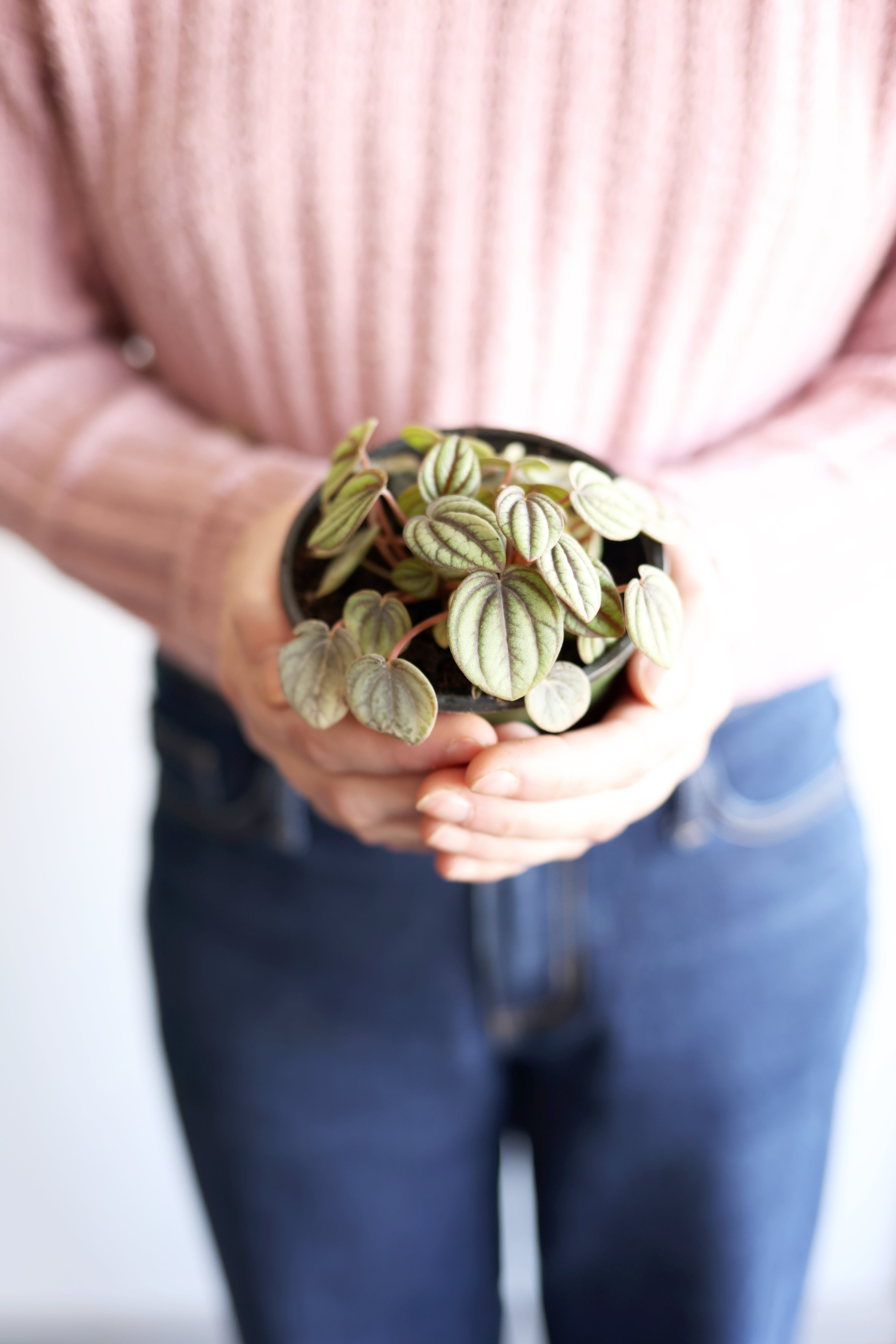 Dwarf Watermelon Peperomia