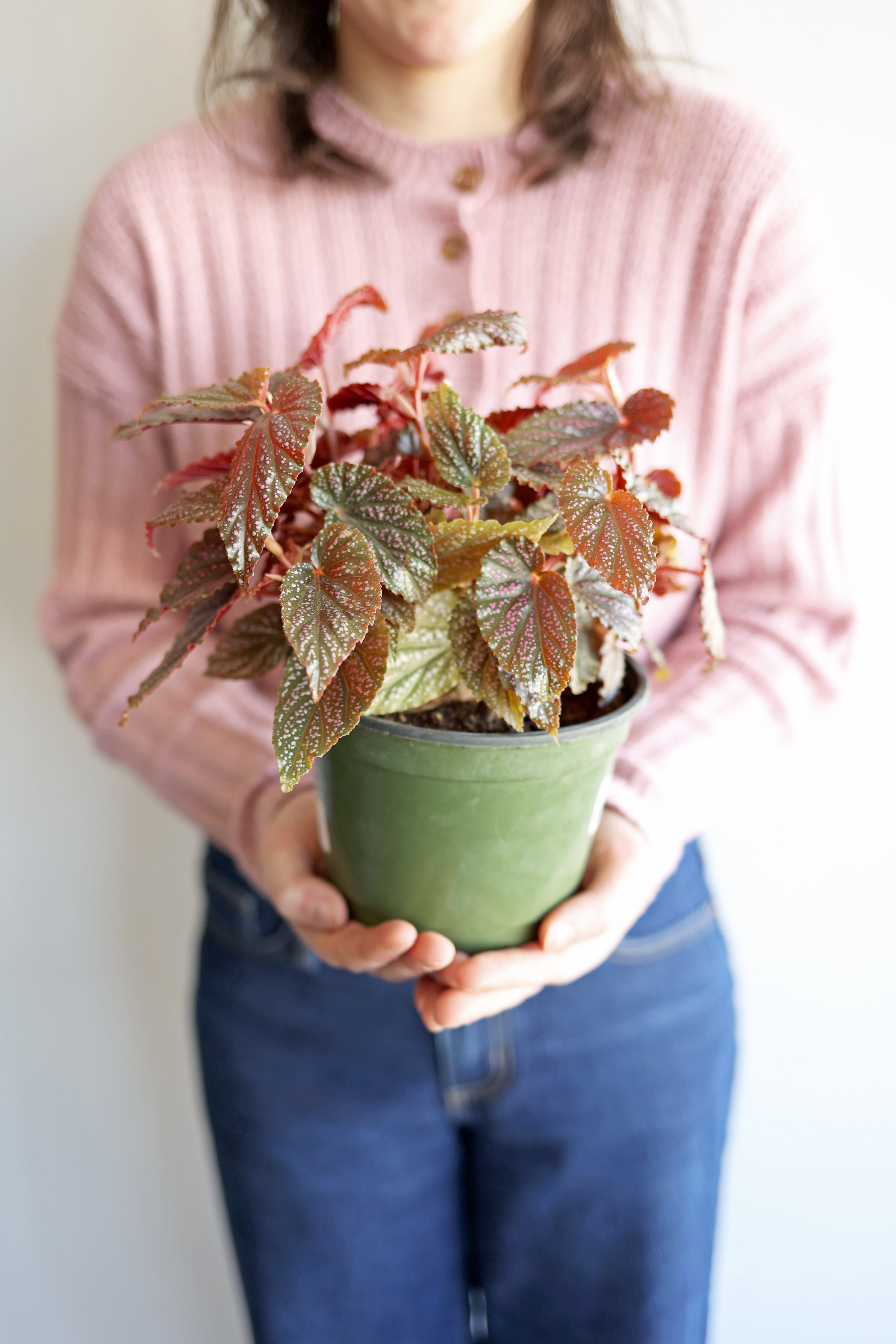 Begonia Maculata "Pink Spot" | 6" Pot
