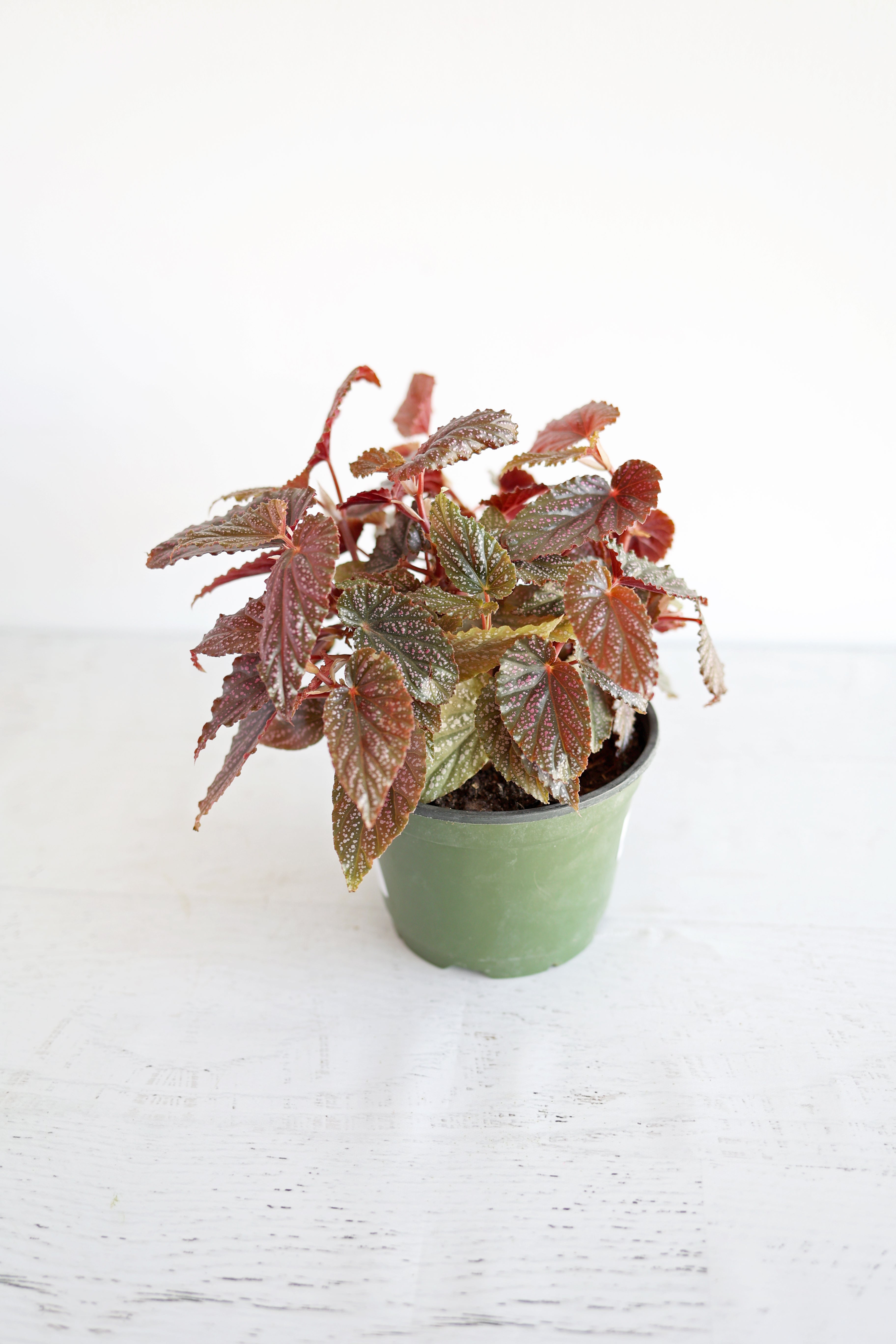 Begonia Maculata "Pink Spot" | 6" Pot