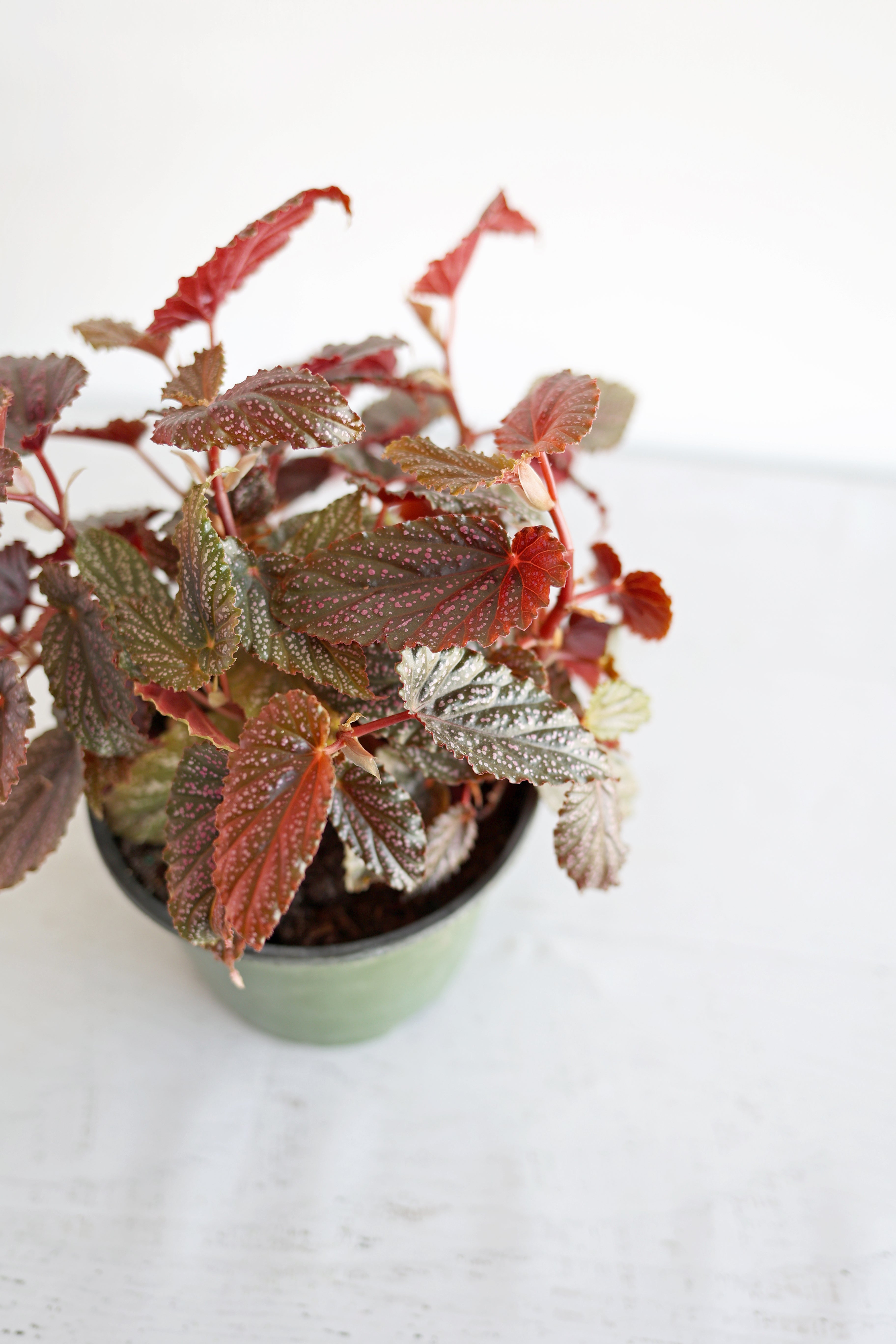 Begonia Maculata "Pink Spot" | 6" Pot