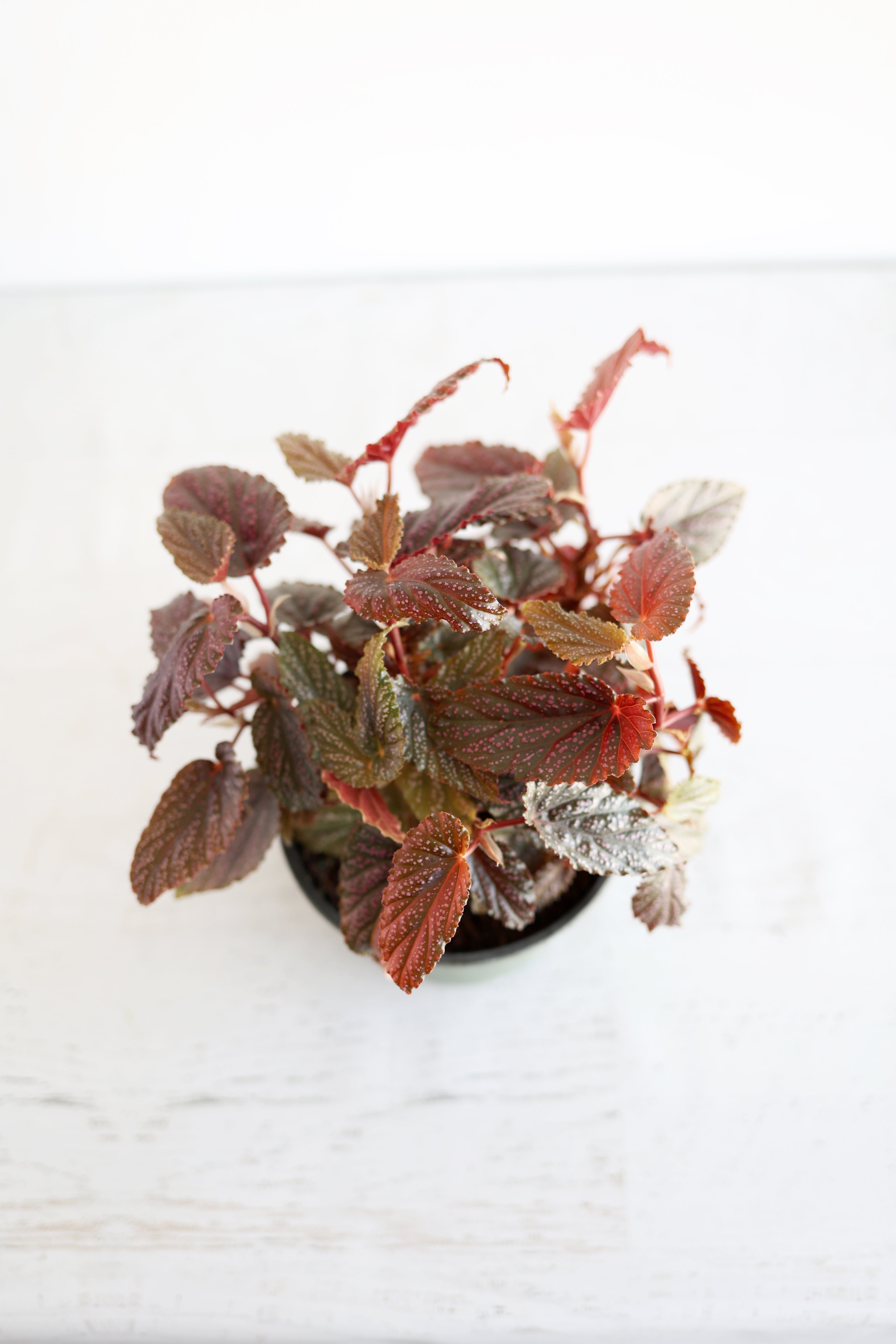 Begonia Maculata "Pink Spot" | 6" Pot